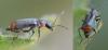 Axinotarsus sp.